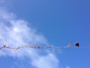 leaf // wire // sky