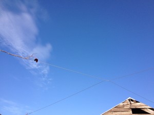 leaf // wire // sky // roof